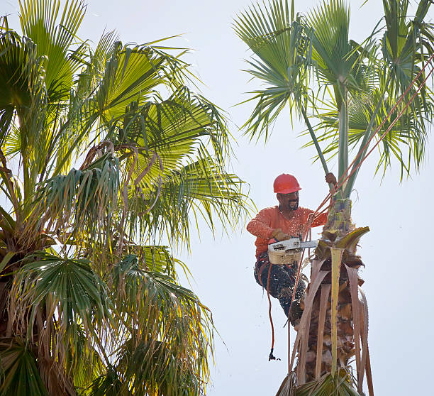 How Our Tree Care Process Works  in  Miramar, FL